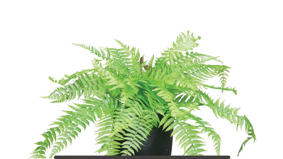 fern plant drawing