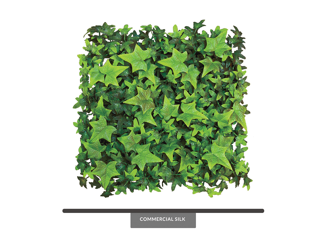 english ivy wall